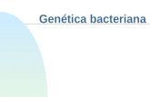 Genética bacteriana Cromossomo bacteriano n Molécula de DNA em forma de fita circular em muitas bactérias n Estrutura do DNA: u Dupla cadeia de nucleotídeos.