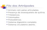 Filo dos Artrópodes Animais com patas articuladas. Presença de exoesqueleto de quitina. Triblásticos. Celomados. Protostômios. Sistema digestório completo.