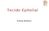 Edson Robert Tecido Epitelial. Os tecidos em geral apresentam na sua organização básica: (1) células e (2) meio extracelular. Tecidos – estrutura geral.