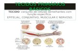 TECIDOS PRIMÁRIOS BÁSICOS TECIDO: conjunto de células semelhantes com função específica. EPITELIAL, CONJUNTIVO, MUSCULAR E NERVOSO.