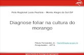 Polo Regional Leste Paulista – Monte Alegre do Sul /SP Diagnose foliar na cultura do morango Flávio Fernandes Jr. - flaviof@apta.sp.gov.brflaviof@apta.sp.gov.br.