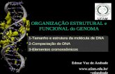 ORGANIZAÇÃO ESTRUTURAL e FUNCIONAL do GENOMA Edmar Vaz de Andrade edandrade 1-Tamanho e estrutura da molécula de DNA 2-Compactação do.