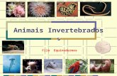 Animais Invertebrados Filo Equinodermos. FILO Equinodermata.
