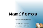 Mamíferos Profº Feliciano Ciências – 7º Ano Colégio Cândido Portina.