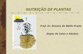 NUTRIÇÃO DE PLANTAS Prof. Dr. Renato de Mello Prado Depto de Solos e Adubos.