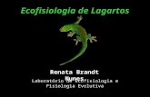 Ecofisiologia de Lagartos Renata Brandt Nunes Laboratório de Ecofisiologia e Fisiologia Evolutiva.