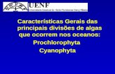 Características Gerais das principais divisões de algas que ocorrem nos oceanos: Prochlorophyta Cyanophyta.