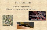 Filo Annelida Vermes segmentados Minhocas, sanguessugas e poliquetas.