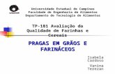 Universidade Estadual de Campinas Faculdade de Engenharia de Alimentos Departamento de Tecnologia de Alimentos PRAGAS EM GRÃOS E FARINÁCEOS Isabela Cardoso.