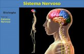 Biologia Tema: Sistema Nervoso. 1)Introdução O sistema nervoso é responsável pelo ajustamento do organismo ao ambiente. Sua função é perceber e identificar.