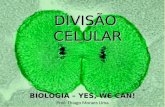 DIVISÃOCELULAR BIOLOGIA – YES, WE CAN! Prof. Thiago Moraes Lima.