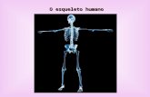 O esqueleto humano. Funções do esqueleto: Sustentação, Proteção, Movimento, Armazenamento e homeostase mineral (especialmente cálcio e fósforo), Local.