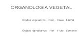 ORGANOLOGIA VEGETAL Órgãos vegetativos – Raiz – Caule - Folha Órgãos reprodutivos – Flor – Fruto - Semente.
