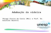 Adubação da videira Thiago Vieira da Costa (MSc) e Prof. Dr. Salatiér Buzetti.