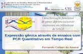 Expressão gênica através de ensaios com PCR Quantitativo em Tempo Real Fernando Colbari do Amaral.