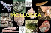 MOLLUSCA. Características - 100000 espécies estimadas (35000 fósseis) - Livres, marinhos, dulcícolas e terrestres, arborícolas, epibiontes, incrustantes.