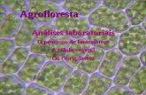 Agrofloresta Análises laboratoriais O processo de fotossíntese A célula vegetal Os cloroplastos.