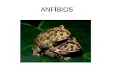 ANFÍBIOS. Características gerais Os anfibios são vertebrados gnatostômios, tetrápodes, pecilotérmicos. Seu corpo é revestido por pele nua, sem escamas.