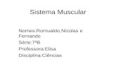 Sistema Muscular Nomes:Romualdo,Nícolas e Fernando Série:7ªB Professora:Elisa Disciplina:Ciências.