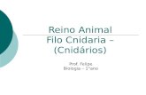 Reino Animal Filo Cnidaria – (Cnidários) Prof. Felipe Biologia – 1°ano.