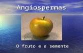 Angiospermas O fruto e a semente. O fruto O termo fruto aplica-se a todos os órgãos vegetais que se originam do desenvolvimento do ovário. O termo fruto.