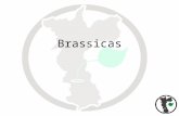 Brassicas. Produção Orgânica de Brássicas Org. Rui Martins ruinatural@hotmail.com.