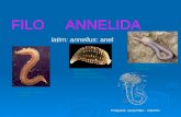 FILO ANNELIDA latim: annellus: anel Oligoqueta: minhocas - terrestres Poliqueta: nereidas - marinhas Hirudineo: sanguessugas – terrestres ou água doce.