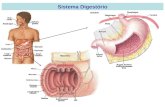 Sistema Digestório. Mucosa – camada interna que forra o TGI formada por uma camada de células epiteliais, uma lâmina própria (tecido conjuntivo) e musculatura.