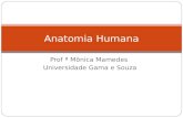 Prof ª Mônica Mamedes Universidade Gama e Souza Anatomia Humana.