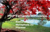 Reino vegetal ou Metaphyta ou Plantae Profº Fernando Milhorança.
