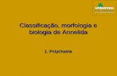Classificação, morfologia e biologia de Annelida Classificação, morfologia e biologia de Annelida 1. Polychaeta.