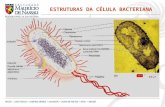 ESTRUTURAS DA CÉLULA BACTERIANA. Funções: conter o limite osmótico interno da célula forma da célula bacteriana Diferenciar as bactérias em Gram positiva.
