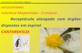 Taxonomia e Sistemática Vegetal ANGIOSPERMAS Subclasse Magnoliidae - Cronquist Receptáculo alongado com órgãos dispostos em espiral. CANTAROFILIA.