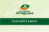 Crocodilianos. O nome Crocodylia é derivado do grego Krokodeilos que significa verme do seixo uma alusão ao formato do corpo destes animais e do ambiente.