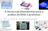 A técnica da Eletroforese para a análise de DNA e proteínas Prof. Dr. Francisco Prosdocimi.