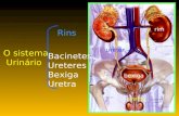 O sistema Urinário Rins Bacinetes Ureteres Bexiga Uretra rim bexiga ureter uretra.