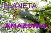 AMAZÔNIA PLANETA ALGUNS MISTÉRIOS DA GRANDE FLORESTA ! DESCOBRINDO...
