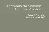 Rafael Coutinho Membro da LAAC. Divisão anatômica Divisão embriológica Divisão funcional Divisão por segmentação.
