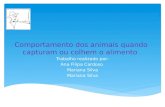 Comportamento dos animais quando capturam ou colhem o alimento Trabalho realizado por: Ana Filipa Cardoso Mariana Silva.