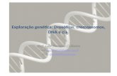 Exploração genética: Drosófilas, cromossomos, DNA e cia. Prof. Luiz Fernando C.Oliveira Email: professor24h@yahoo.com.brprofessor24h@yahoo.com.br MSN: