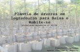 1 Plantio de árvores em logradouros para Baixa e Habite-se Deliberação Normativa n° 69/10 Engenheiro Agrônomo Agenor Vinícius A. Pereira.