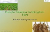 1 Fixação Biológica do Nitrogênio FBN Ênfase em leguminosas Fotos: Stoller do Brasil Ltda.