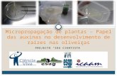 Micropropagação de plantas – Papel das auxinas no desenvolvimento de raízes nas oliveiras PROJECTO SOU CIENTISTA.