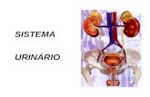 SISTEMA URINÁRIO. SISTEMA URINÁRIO É formado pelos rins, que são 2 glândulas, as quais realizam a filtragem do sangue, recolhendo dele os detritos vindos.