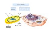 CITOPLASMA Citosol Organelas + endomembranas. Células procariontesCélulas eucariontes Envoltório nuclearAusentePresente DNADesnudoCombinado com proteínas.