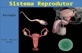 Biologia Prof. Marcos Areal Sistema Reprodutor Humano 1.