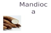 Mandioca. Nome científico: manihot esculenta A mandioca é originária do sudoeste da Amazônia e seu cultivo já estava disseminado até o México, muito antes.