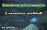 Comunicação acústica em peixes O que acontece no Lago Malawi? Maria Clara P. Amorim Unidade de investigação em Eco-etologia.