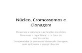 Núcleo, Cromossomos e Clonagem Descrever a estrutura e as funções do núcleo Descrever a organização e os tipos de cromossomos Compreender os processos.