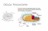 Célula Procarionte. Célula Eucarionte Membrana Plasmática Estrutura, envoltórios e especializações.